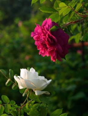 11246372_771629099630293_6311324397428361107_n