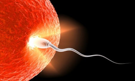 sperm-and-egg.jpg