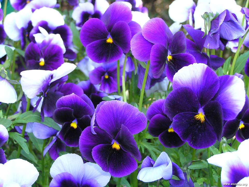 11067487_661206557339215_7974283672712803234_n