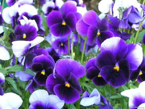 11067487_661206557339215_7974283672712803234_n