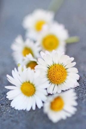 11173354_678540792272458_345069410213523598_n