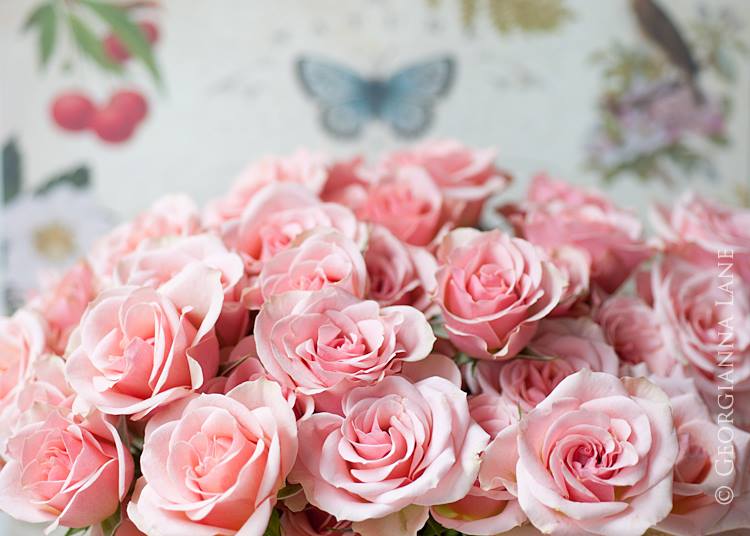 12294834_774625909330612_1780175691458109419_n