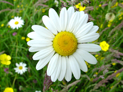 faydalibitkiler_133905291810