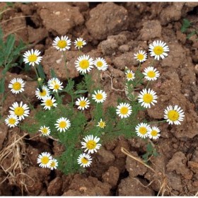 2323932-kir-cicekleri