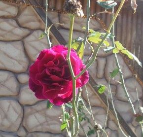 IMG-20181008-WA0038-1